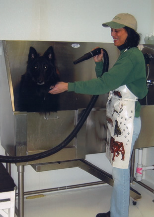 Lady grooming a dog